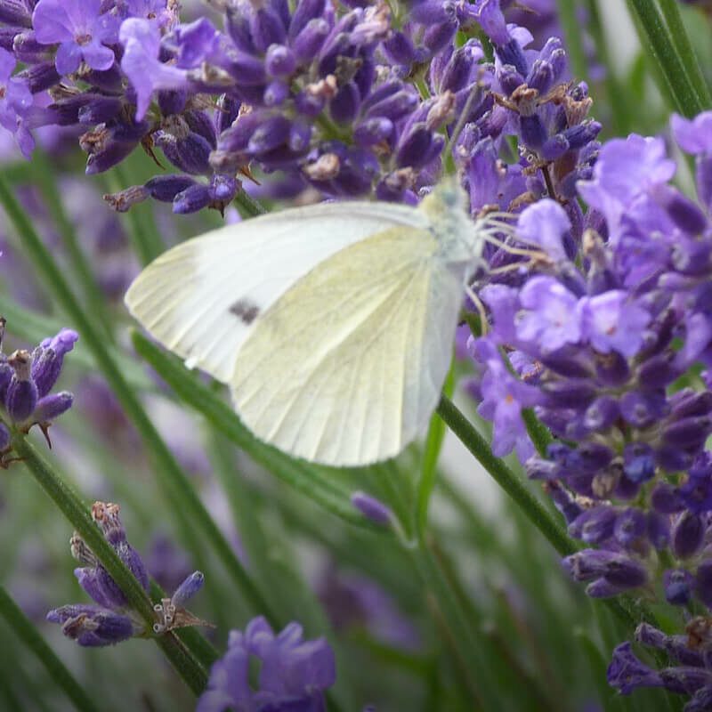 Insektenschutz – mehr als ein Projekt Insektenschutz – mehr als ein Projekt