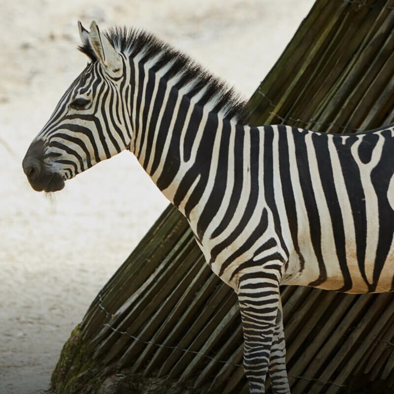 Der Zoo ruft Der Zoo ruft